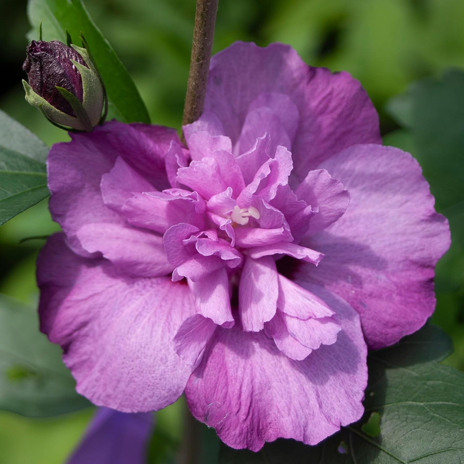 Proven Winners 2 Gal. Dark Lavender Chiffon Rose of Sharon (Hibiscus) Shrub