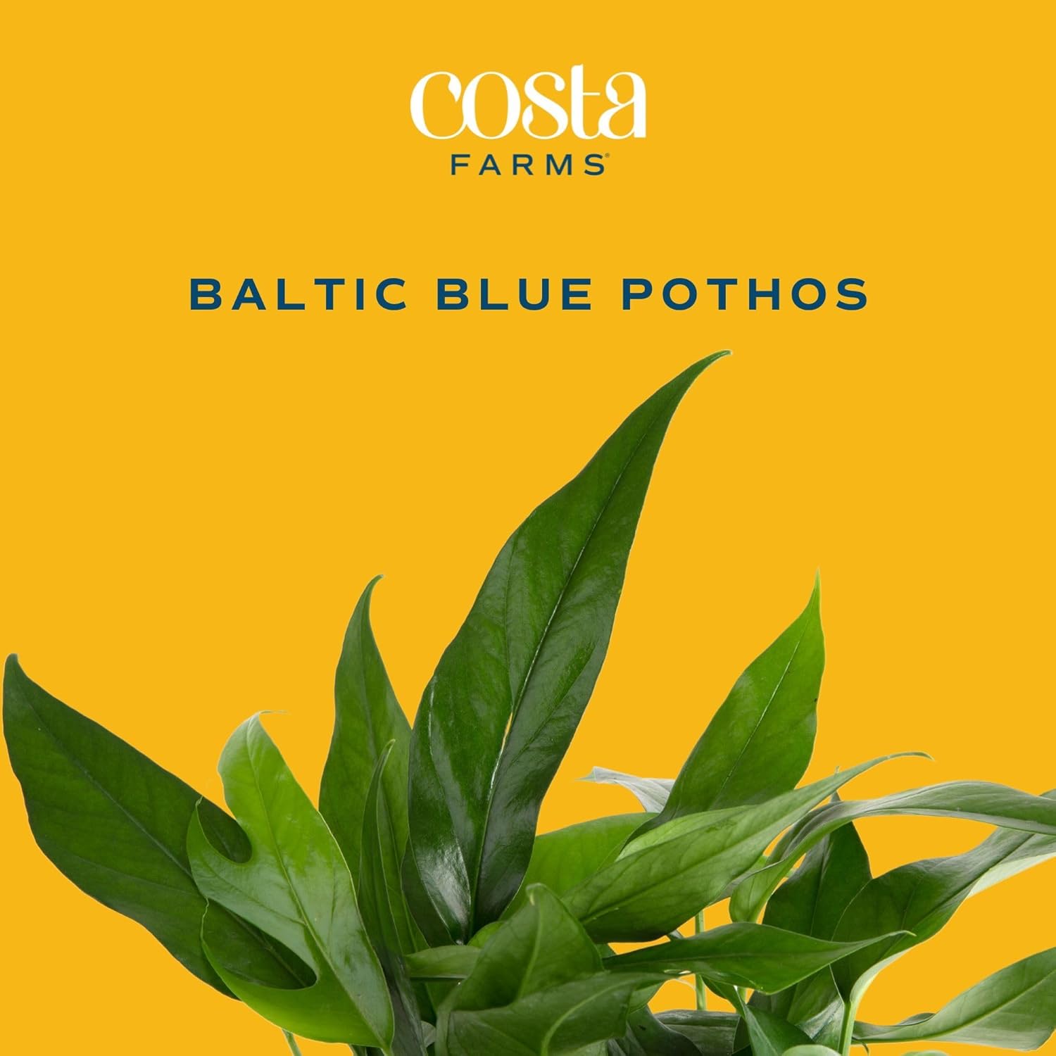 Costa Farms Golden Pothos, Live Indoor Plant, Trailing Vine, Air Purifying | Fast-growing trailing vine, one of the easiest to grow. Great indoor houseplant. Ideal housewarming or birthday gift.
