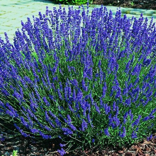 Clovers Garden English Lavender (Lavandula) Hidcote Blue Plants – Two (2) Live Plants – Non-GMO - Not Seeds - Each 4" to 8" Tall – in 4" Inch