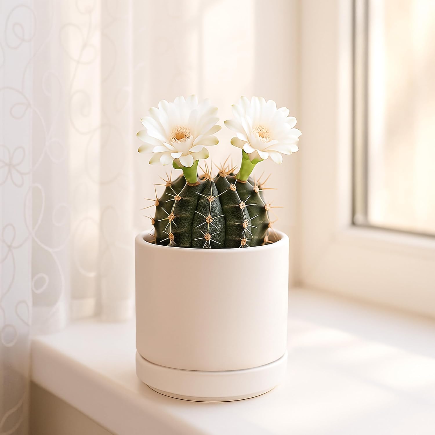 D'vine Dev 2-Pack Ceramic Pots with Saucers, White/Grey, 4.7 in, 94-V-B-6