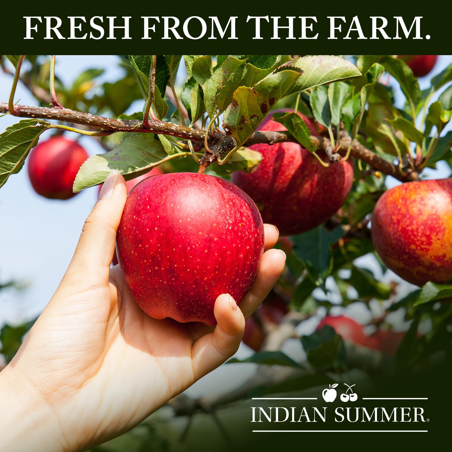 Indian Summer Chunky Peach Applesauce, 23 Ounce (Pack of 6), Made in USA
