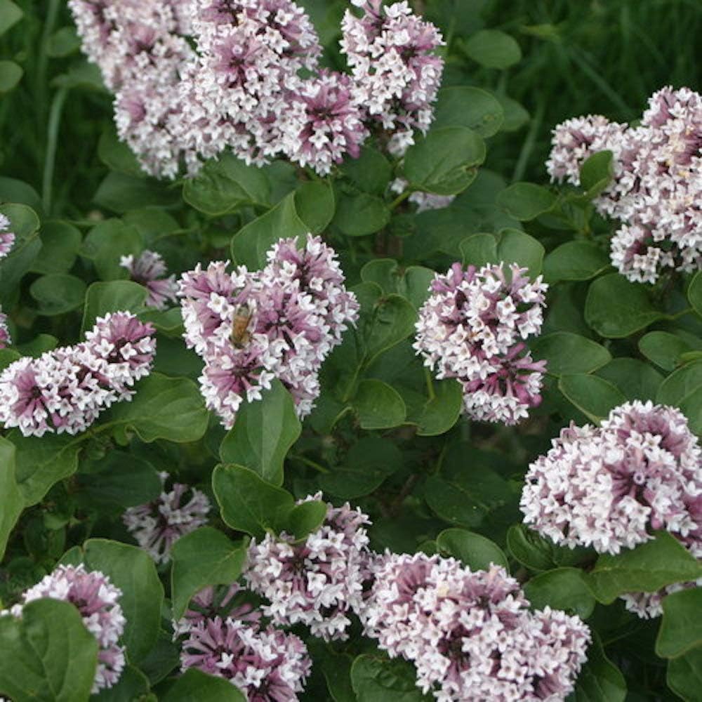 Baby Kim™ Lilac - Syringa x - 4" Pot