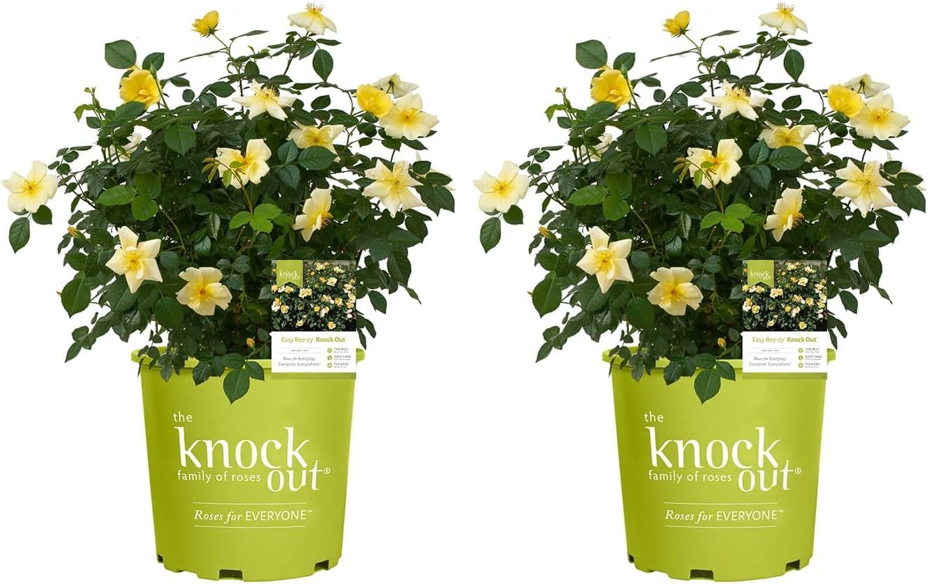 1 Gallon Easy Bee-zy Knock Out Rose