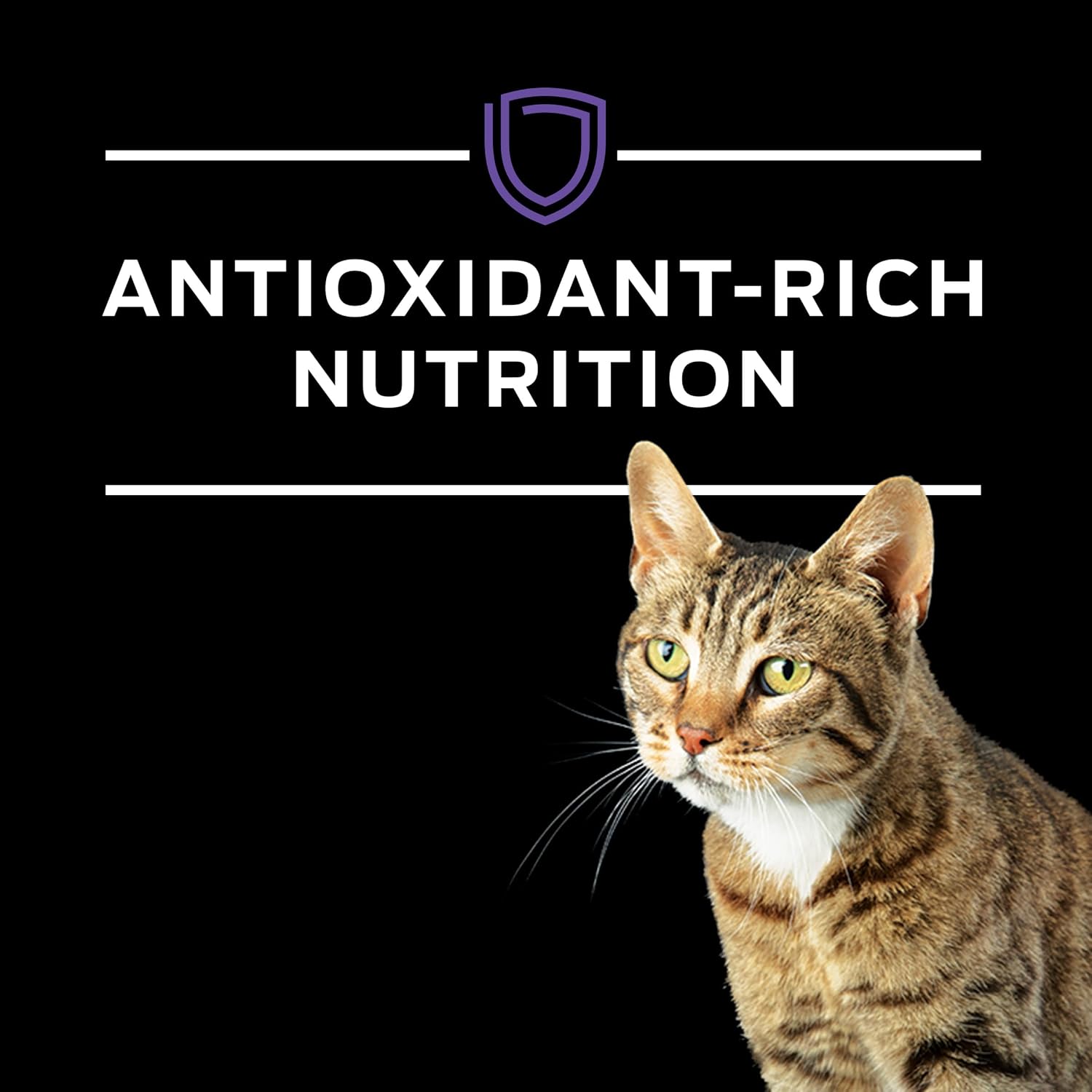Pro Plan Veterinary Diets Purina DM Dietetic Management Feline Formula Dry Cat Food - 6 lb. Bag