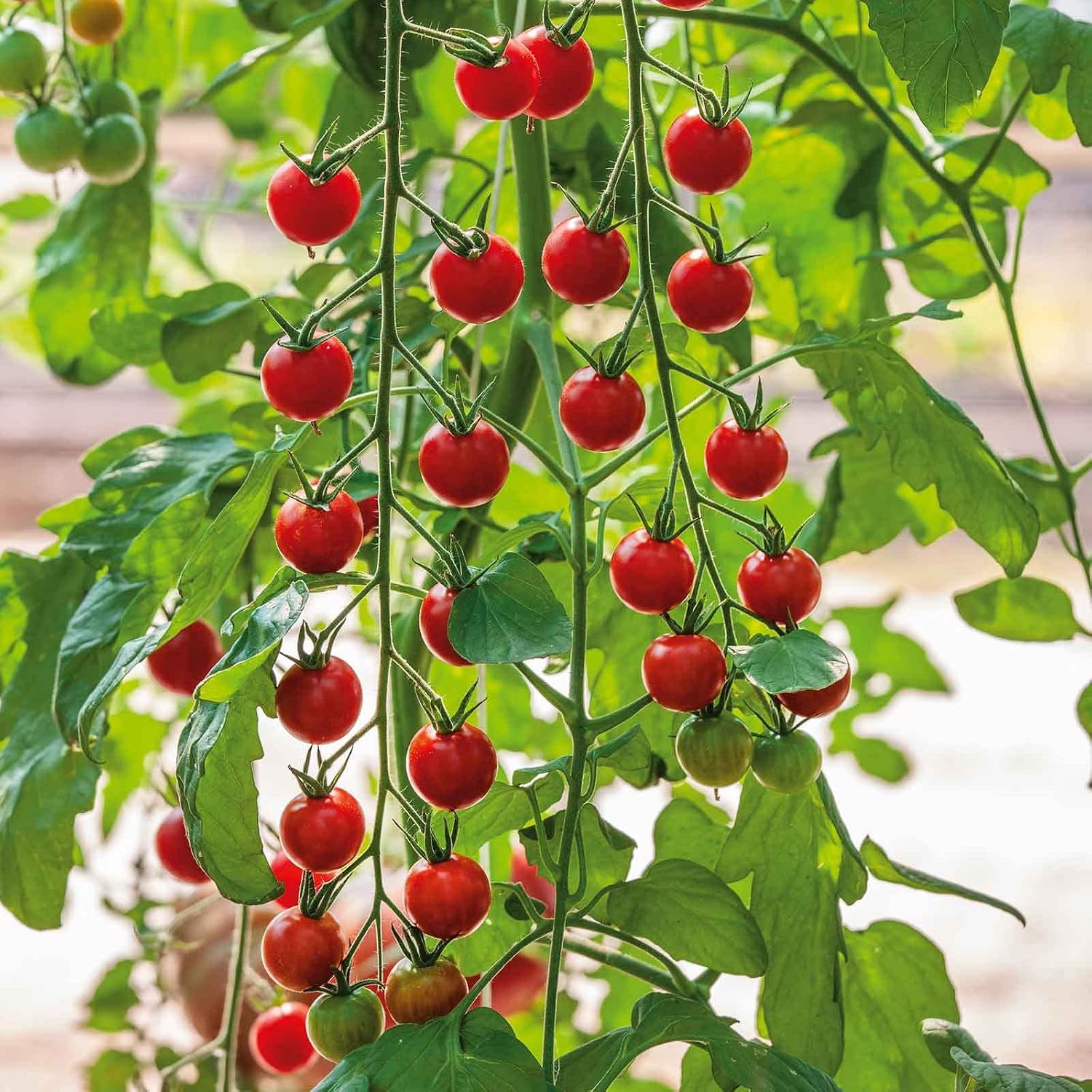 Eden Brothers Tomato Seeds - Persimmon Non-GMO Seeds for Planting, 1 oz | Low-Maintenance Vegetable Seeds, Plant During Warm Season, Zones 10, 3, 4, 5, 6, 7, 8, 9