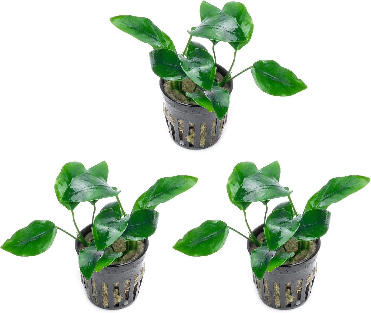 Anubias Nana Live Aquarium Plants - Potted Freshwater Plant for Fish Tanks, Terrariums - Beginner Friendly Low Light (1 Pot)