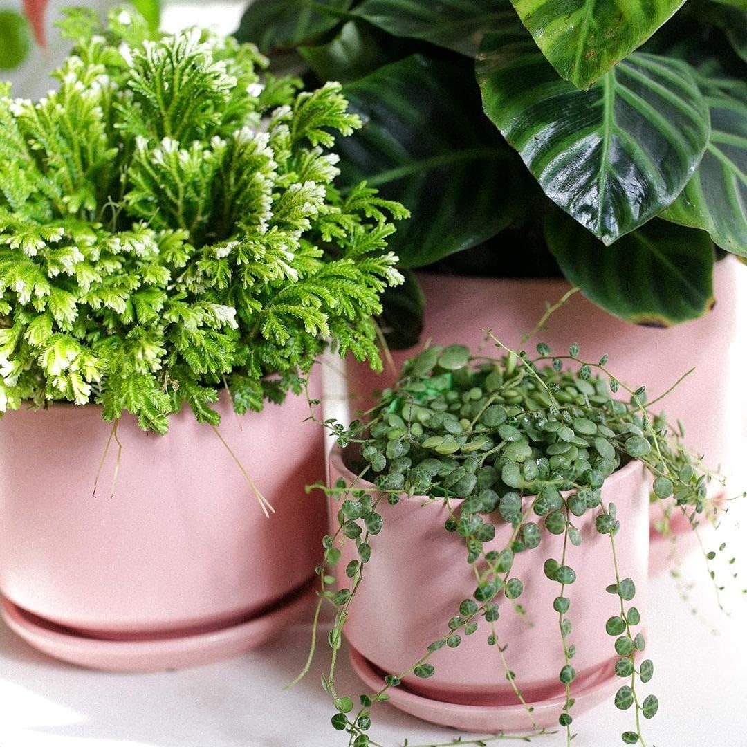 LE TAUCI Ceramic Plant Pots, 4.3+5.3+6.8 inch, Set of 3, Planters with Drainage Hole and Saucer, Indoor Flower Pot with Hole Mesh Pad, Gifts for Mom