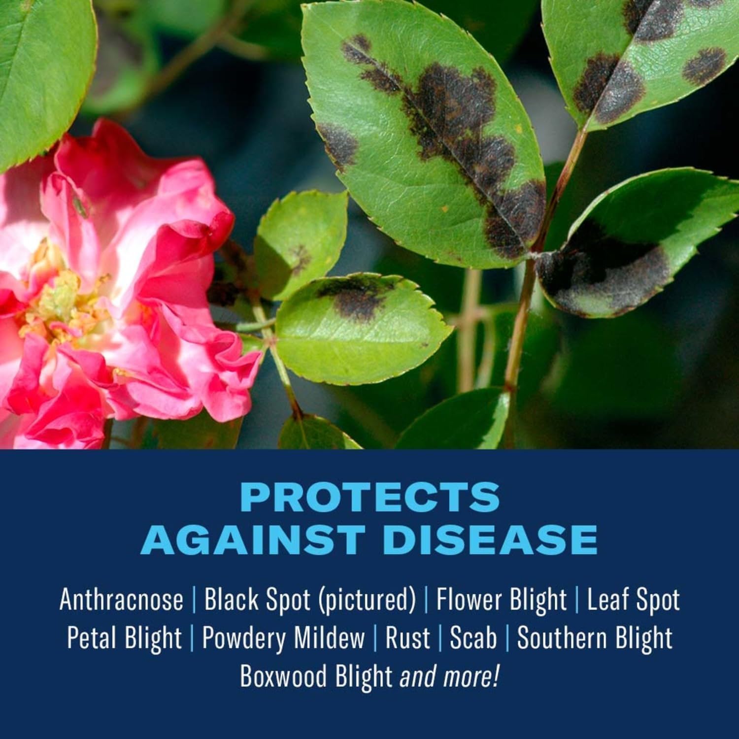 BioAdvanced Disease Control for Roses