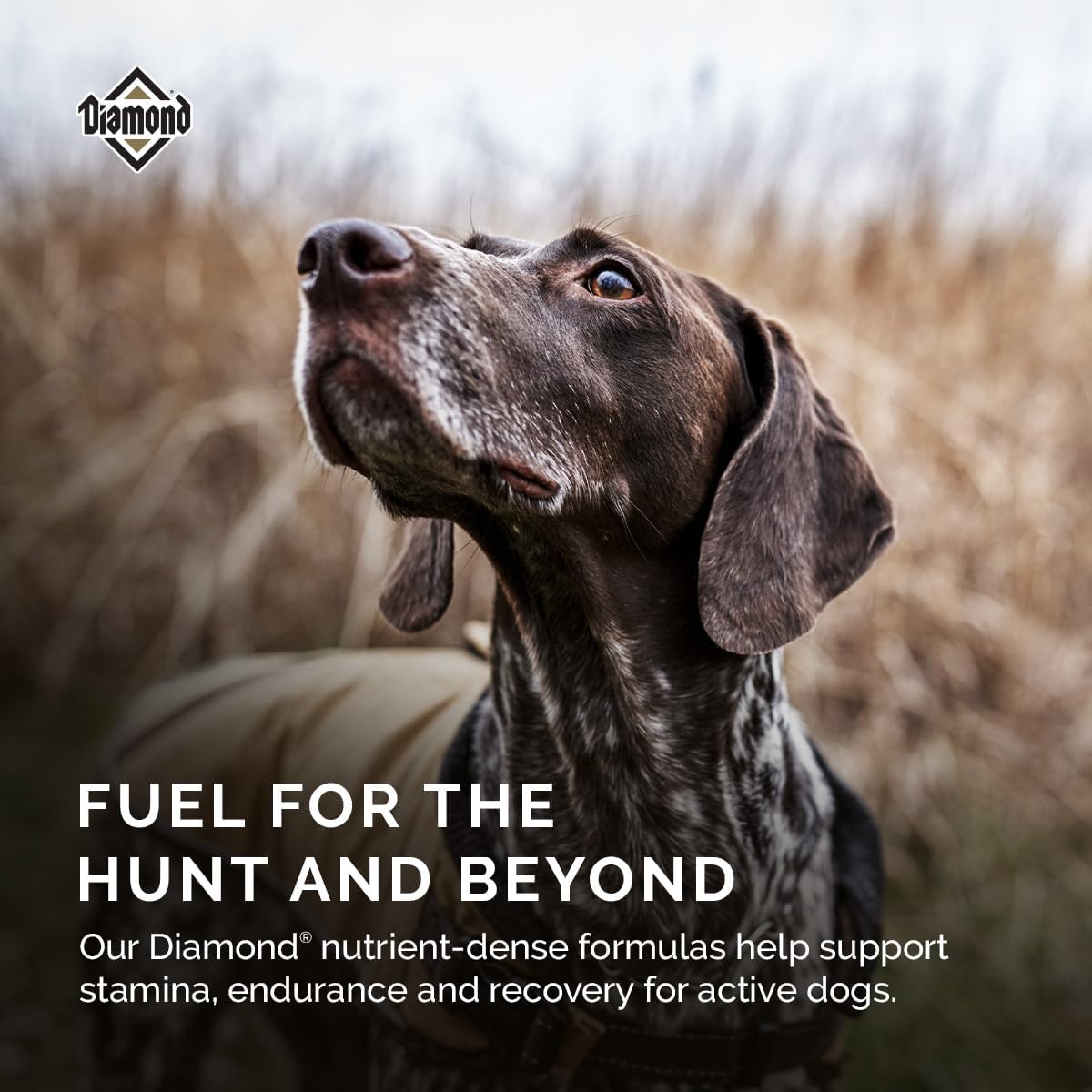 Diamond Maintenance Adult Dry Dog Food, Chicken Protein, 40lb | For Moderately Active Dogs | Omega Fatty Acids Help Support Healthy Skin & Shiny Coat | Guaranteed Probiotics
