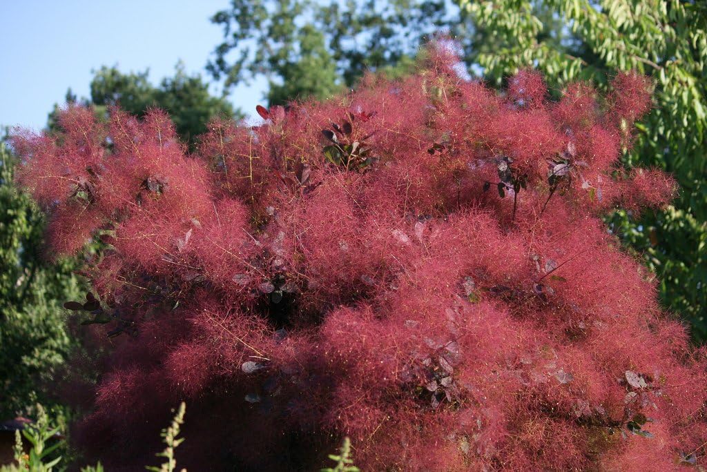 30 Purple Smoke Tree Shrub Smokebush Cotinus Coggygria Rhus Cotinus Sumach Seeds