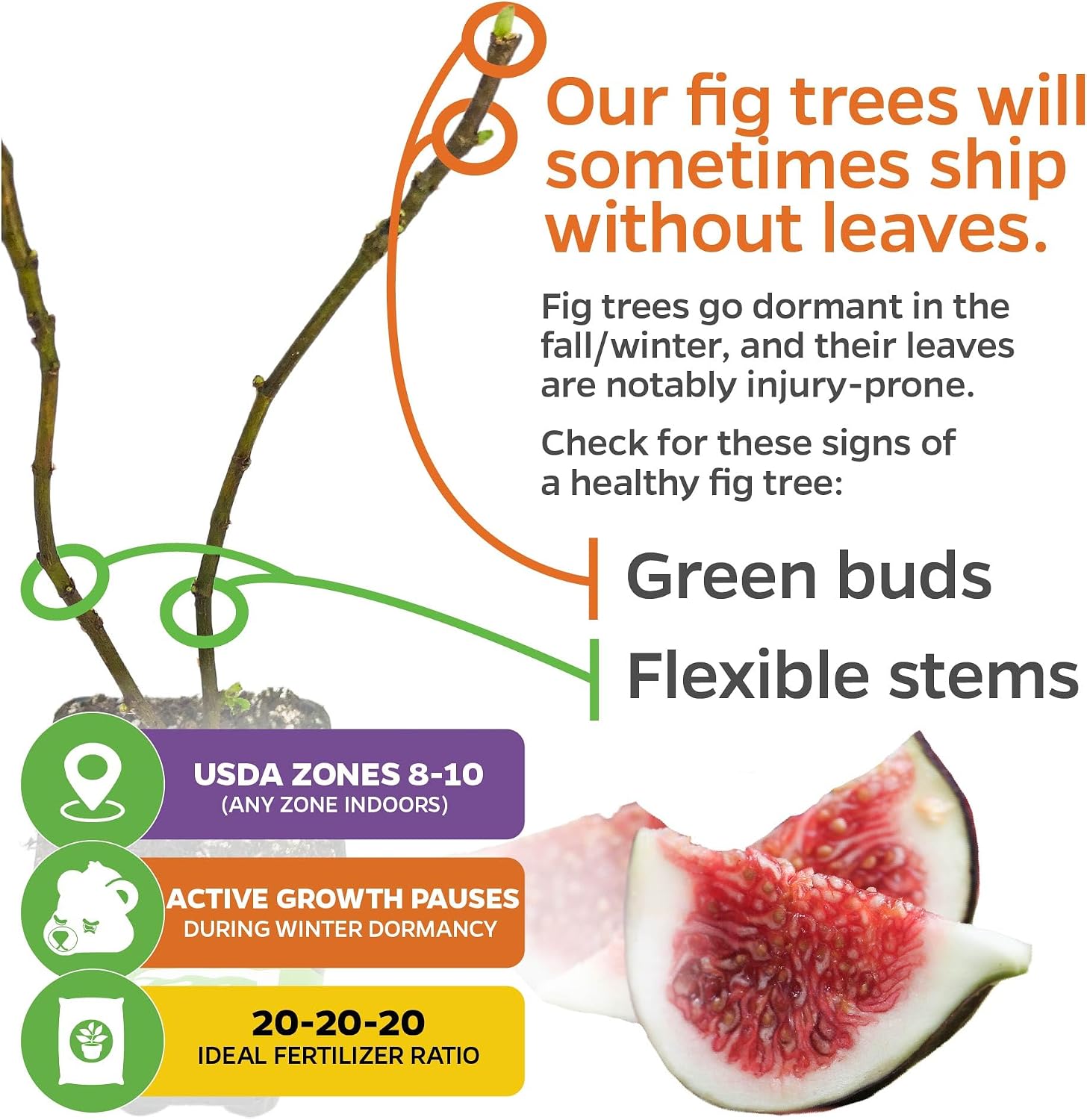 Beer's Black Fig Tree (Dwarf Habit) Live Plant - Ficus carica 'Beer's Black' - Wellspring Gardens - Cold-Hardy Fig, Dwarf Fig Tree, Compact Fig Plant - Fruit Bearing Starter Tree