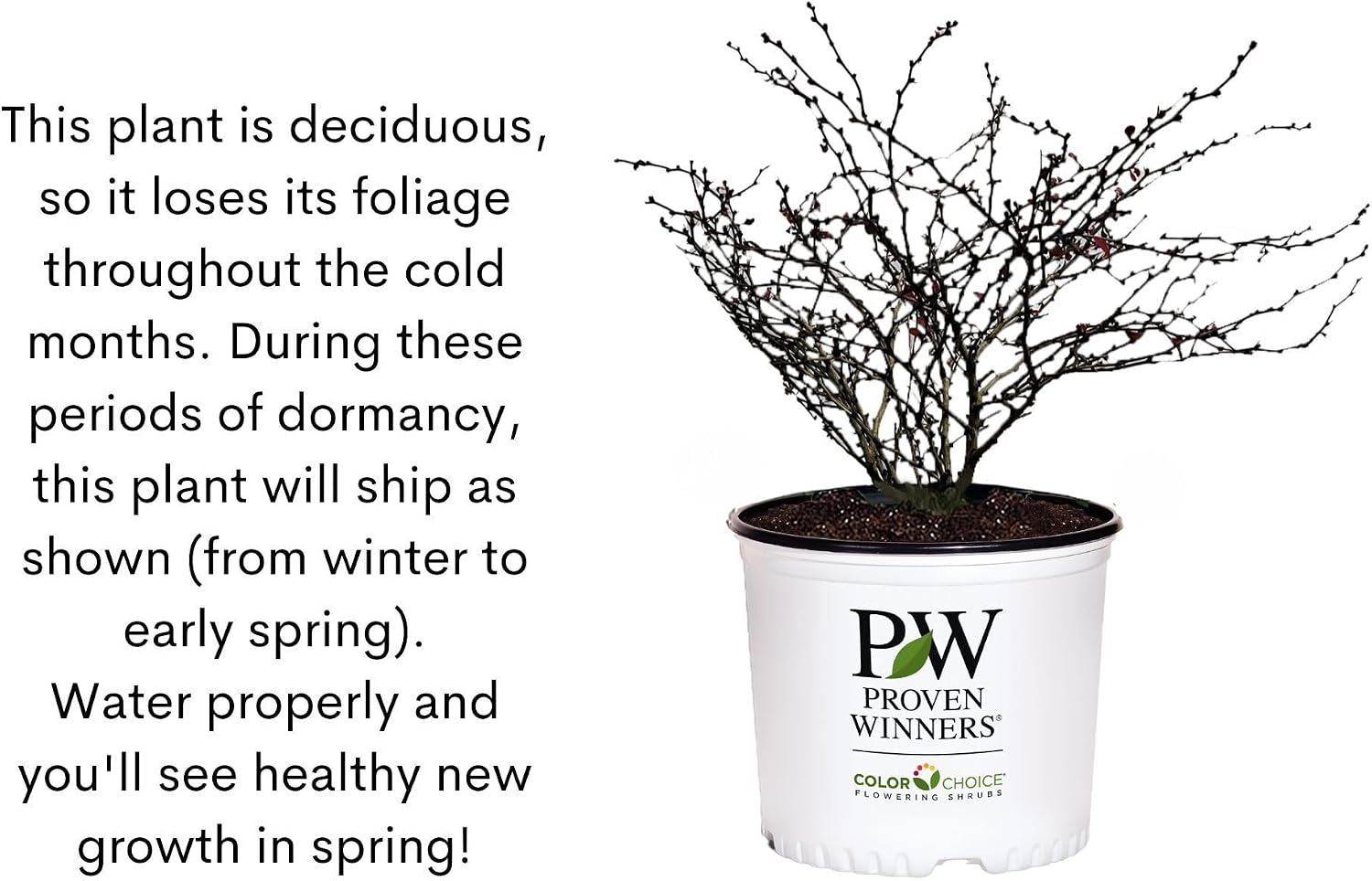 2 Gallon Proven Winner Sunjoy Mini Maroon Barberry Shrub