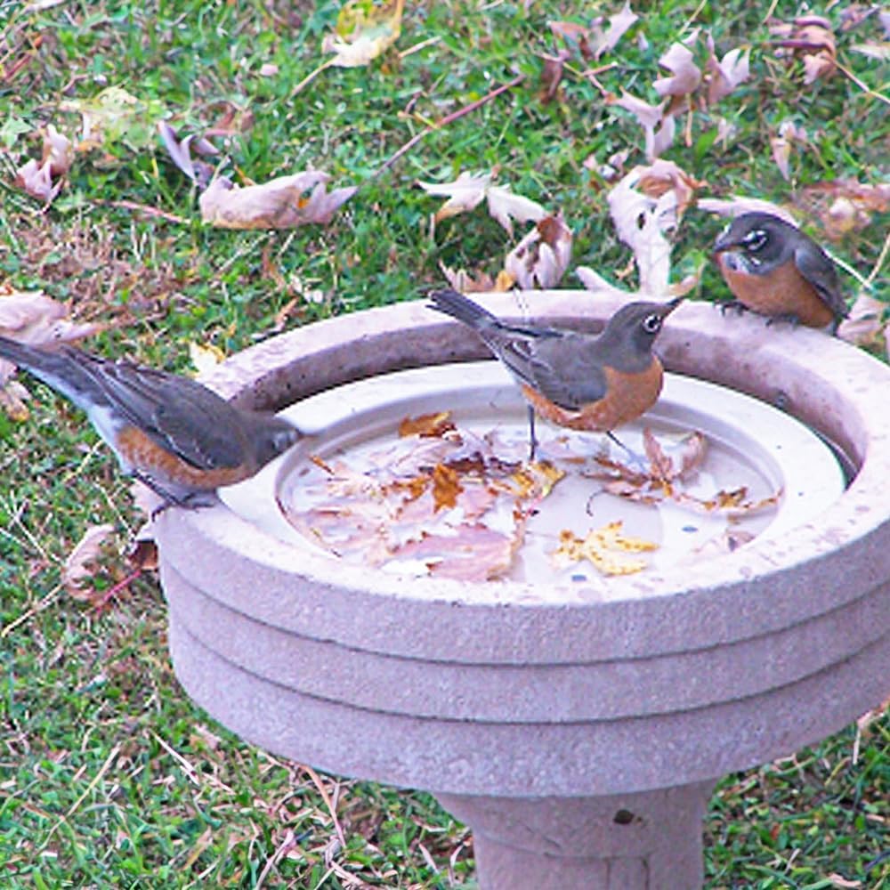Songbird Essentials SE6017 Bird Bath Raft (Set of 1)