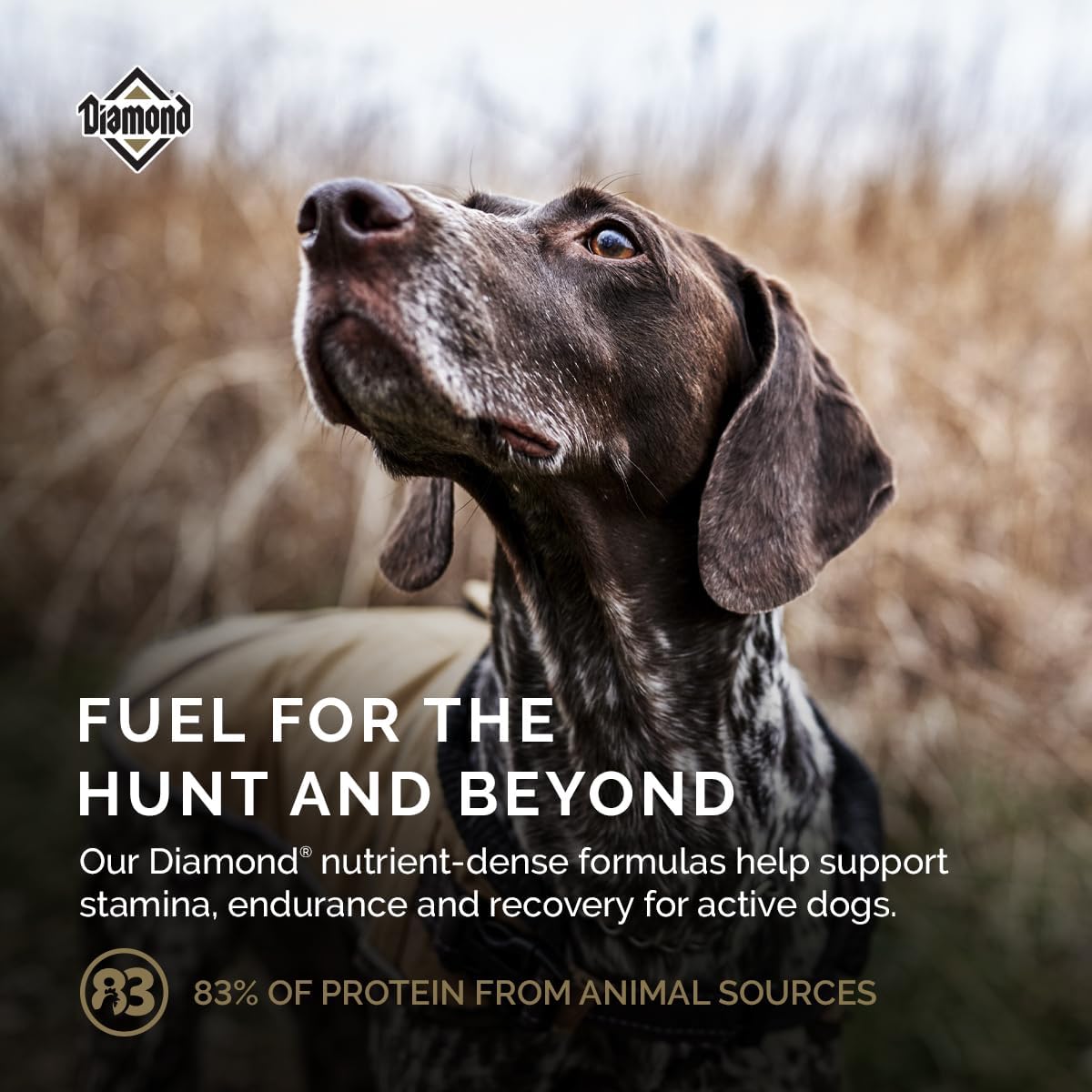 Diamond Maintenance Adult Dry Dog Food, Chicken Protein, 40lb | For Moderately Active Dogs | Omega Fatty Acids Help Support Healthy Skin & Shiny Coat | Guaranteed Probiotics