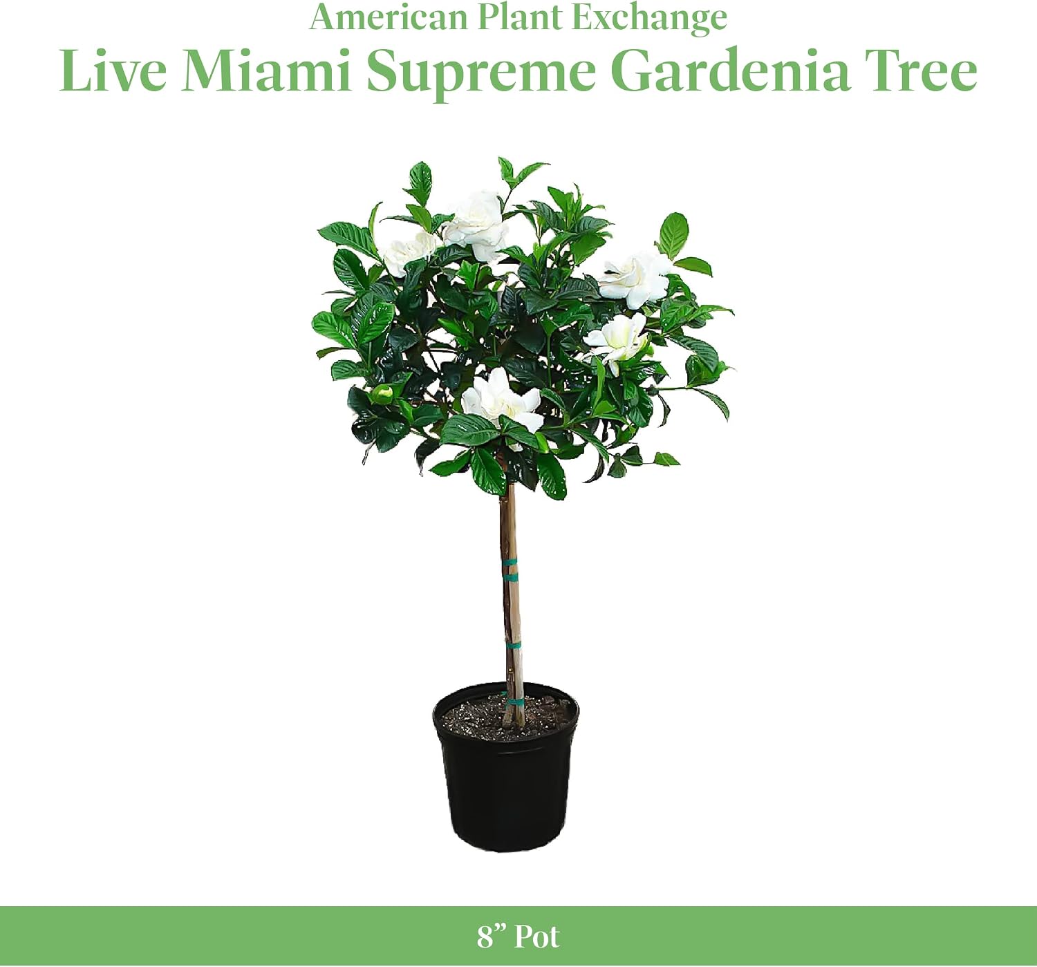 American Plant Exchange Gardenia Tree – Live Evergreen in Large 8-Inch Pot, Fragrant White Blooms, Easy-Care Indoor & Outdoor Flowering Tree for Home, Patio & Garden Décor