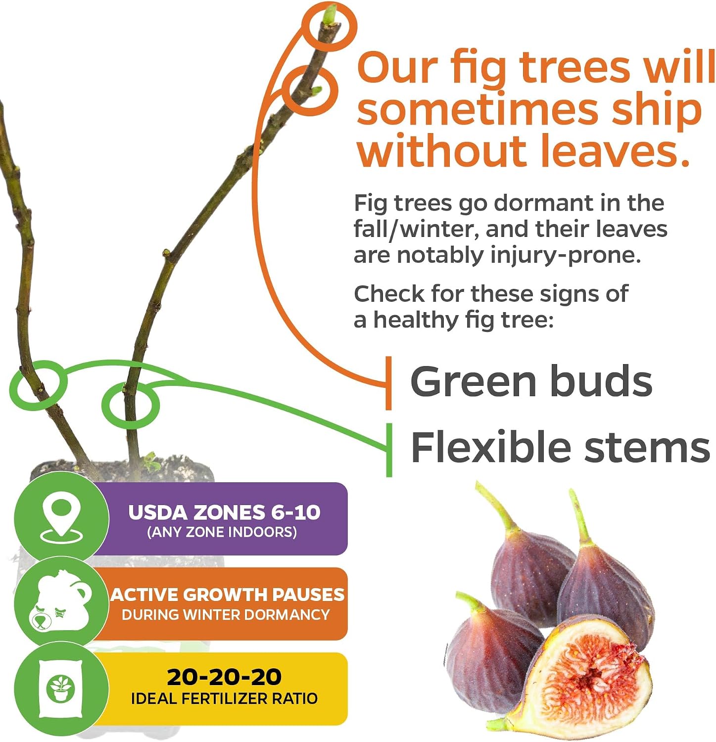 Chicago Hardy Fig Tree (1-Pack) Live Starter Plant by Wellspring Gardens | Ficus carica | Hardy & Fruitful | Ideal for Gardens | Purple-Skinned Fig | Edible Landscape Plant | Food forest