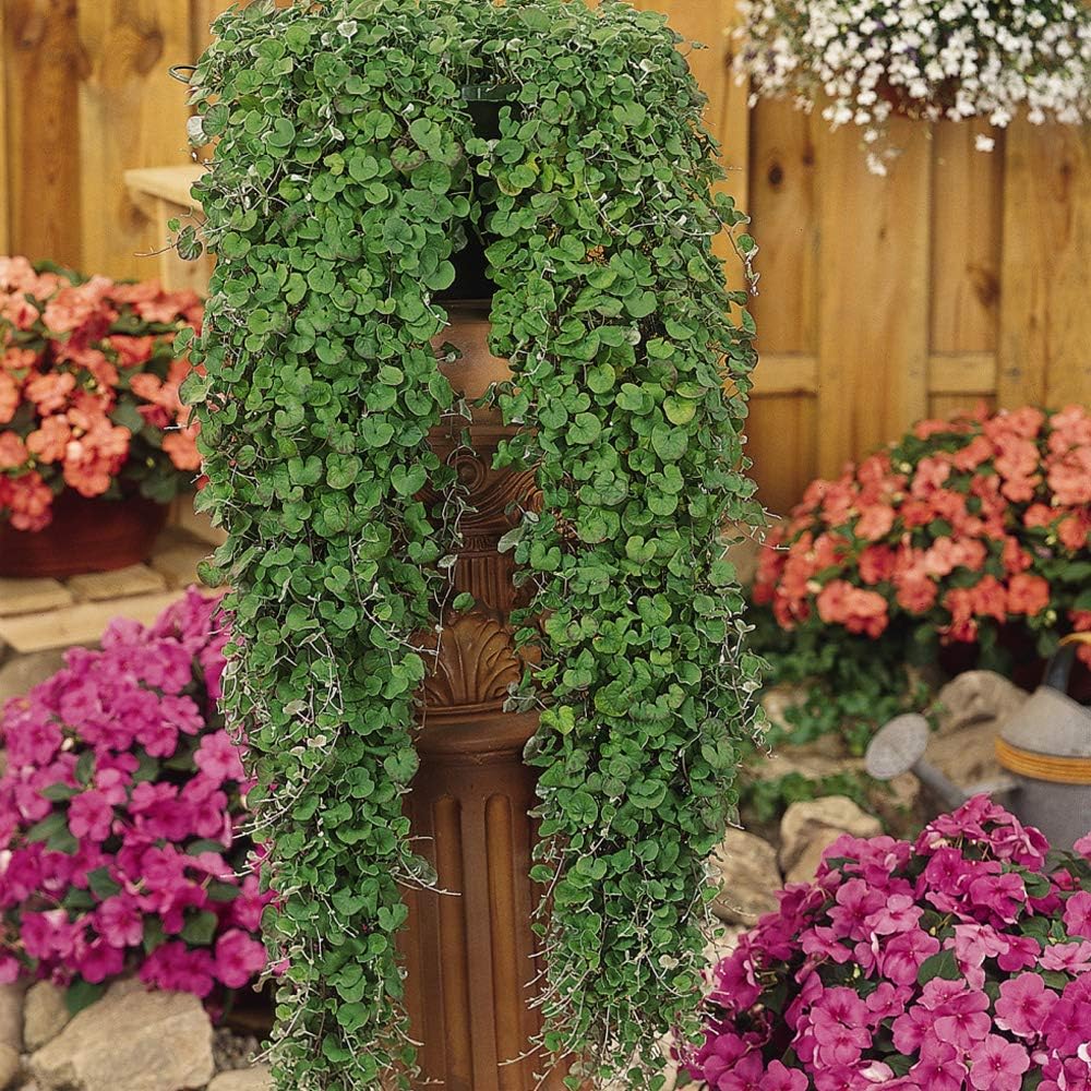 Outsidepride Perennial Dichondra Repens Seeds - 2 lbs Dense Green, Low-Maintenance Ground Cover Seeds for Planting, Ideal Lawn Alternative in Sun or Shady Areas & Erosion Control in USDA Zones 8-11