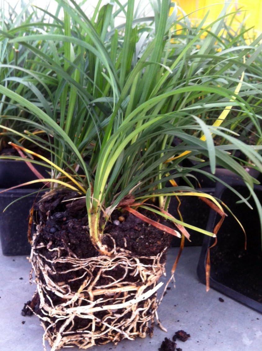 Mondo Grass 18 Pack - Evergreen Groundcover - Full Sun to Part Sun Live Outdoor Plant Loropetalum Grass Plugs