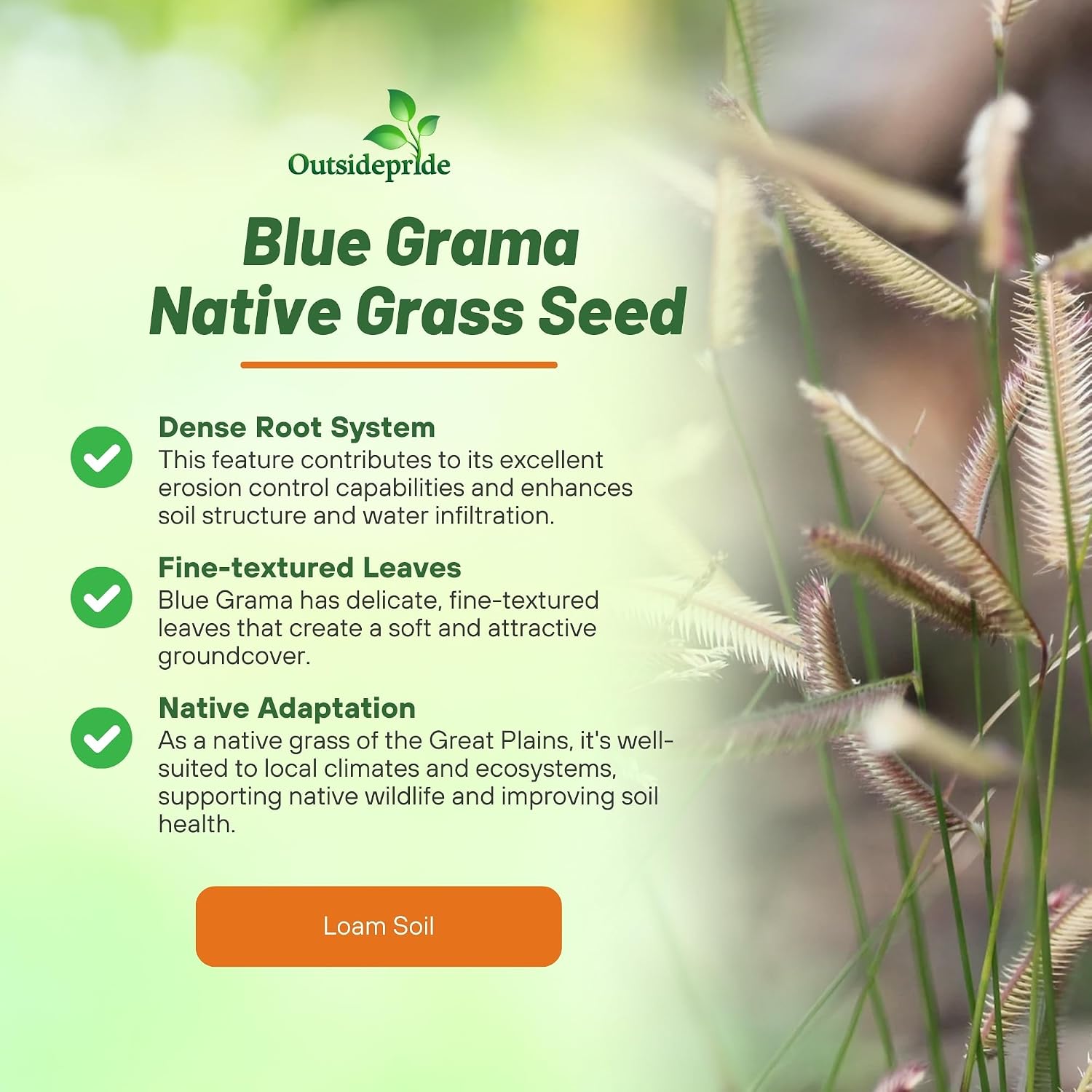 Outsidepride Blue Grama Native Grass Seed - 1 lb. Perennial, Drought Tolerant & Low Maintenance, Pasture Seeds for Planting Densely Tufted Leaves