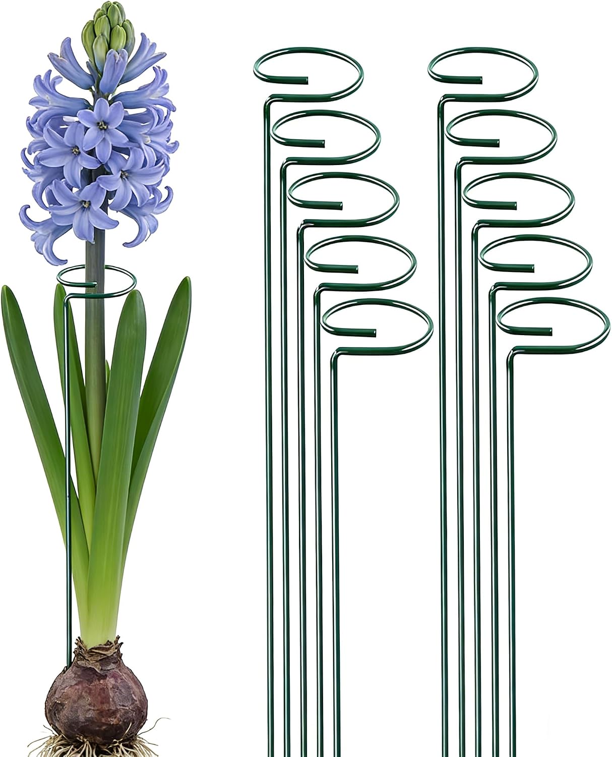 10 Pieces 24 inch Green Single Stem Plant Stakes Flower Support Rings,Gardening Planter Cages for Single Stem Flowers, Amaryllis, Peony, Lily,Narcissus