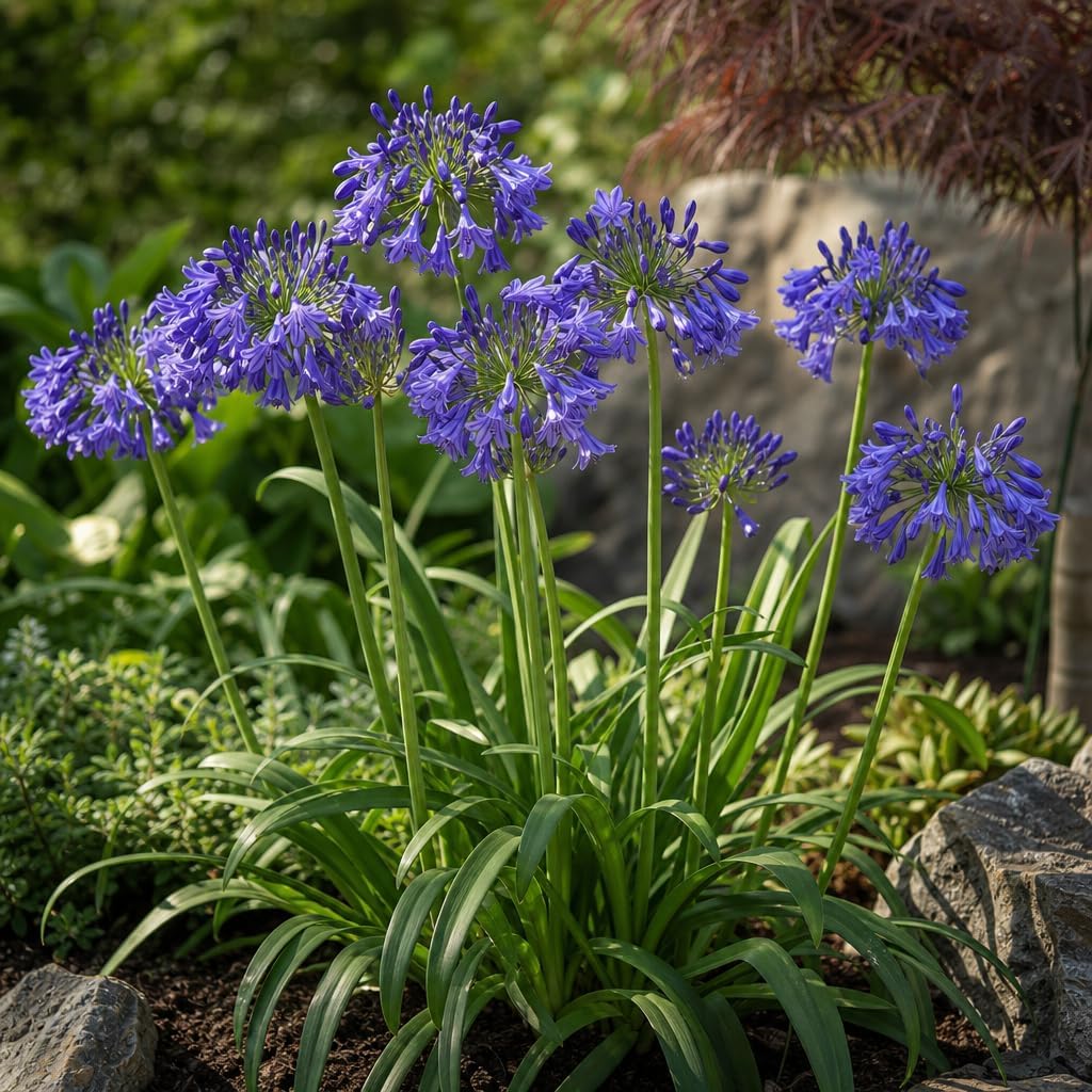 Storm Cloud | 3 Live Plants | Agapanthus Africanus | Drought Tolerant Perennials, Blue Flowering Plant, Long Blooming Garden, Evergreen Foliage