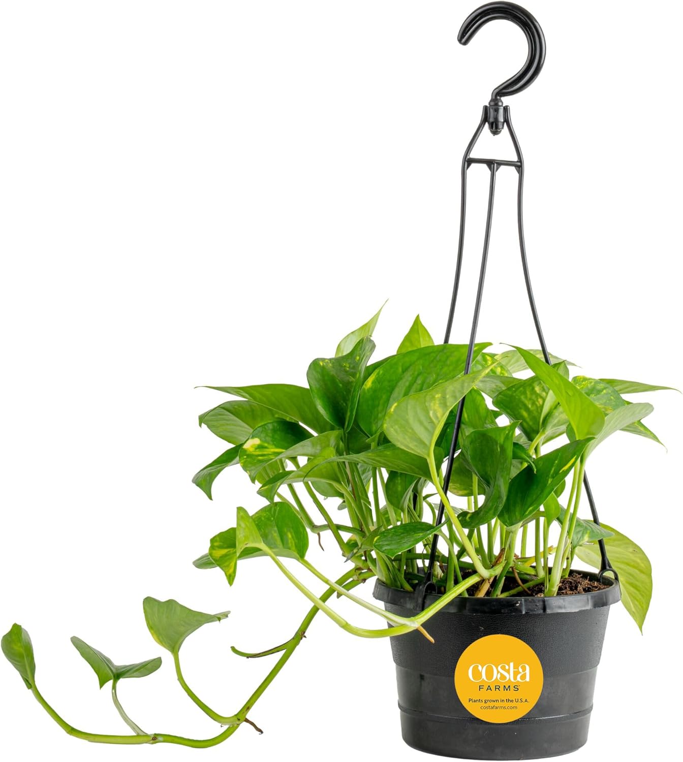Costa Farms Golden Pothos, Live Indoor Plant, Trailing Vine, Air Purifying | Fast-growing trailing vine, one of the easiest to grow. Great indoor houseplant. Ideal housewarming or birthday gift.