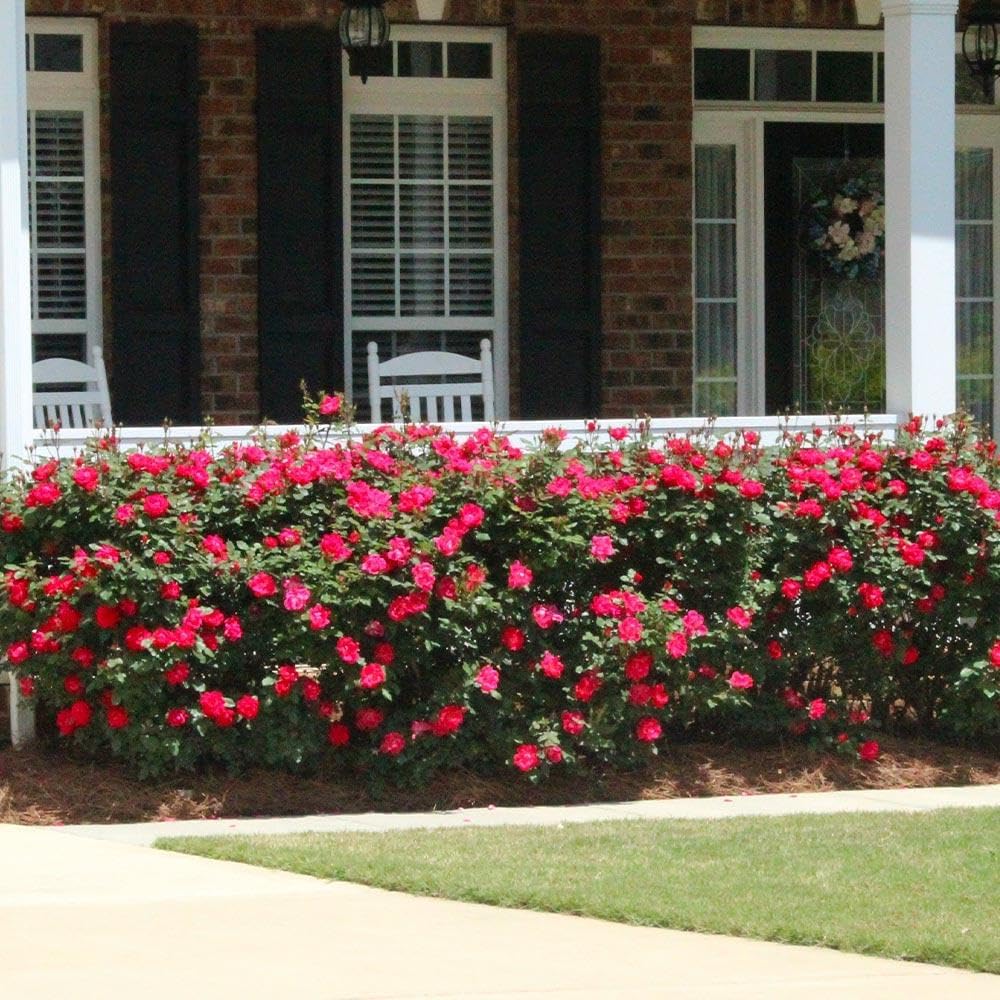 Brighter Blooms - Double Knock Out® Rose Shrub, 1 Gallon - No Shipping to AK, AZ, HI