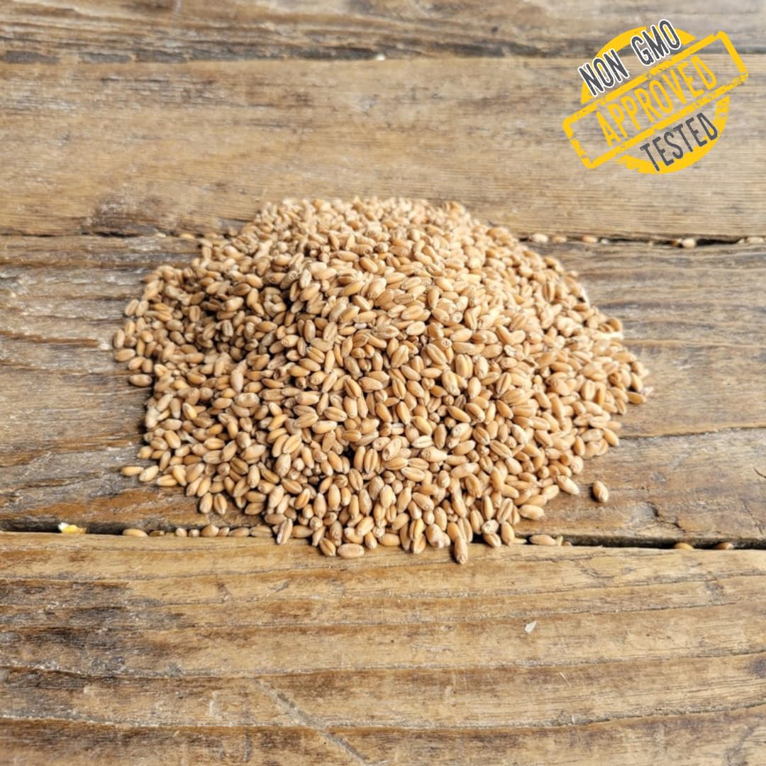 Ernst Grain & Livestock Soft Red Wheat Berries – Non‑GMO Feed Grade – 46 LB Bulk Bag – Ideal for Livestock & Poultry Feed – Grown (Family