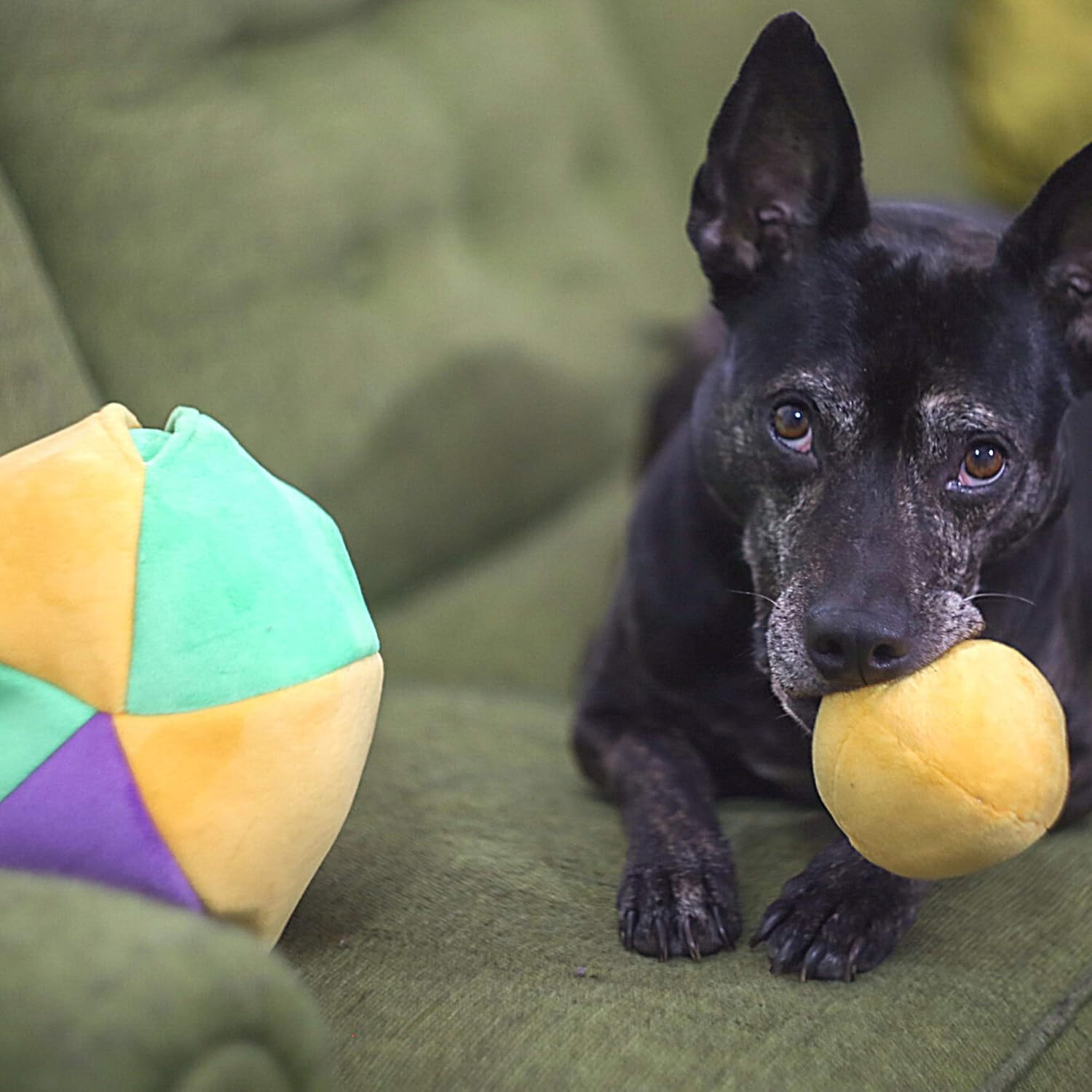 Midlee Hide a Ball Puzzle Dog Toy with 10 Plush Squeaker Balls (Small) | Interactive, Boredom Buster, Play Pet Squeaky