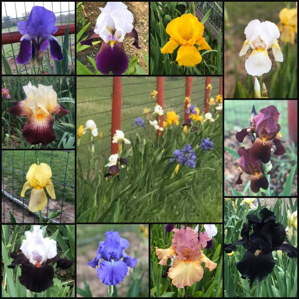 Bearded Iris Mixed Colors - for Planting - (15)