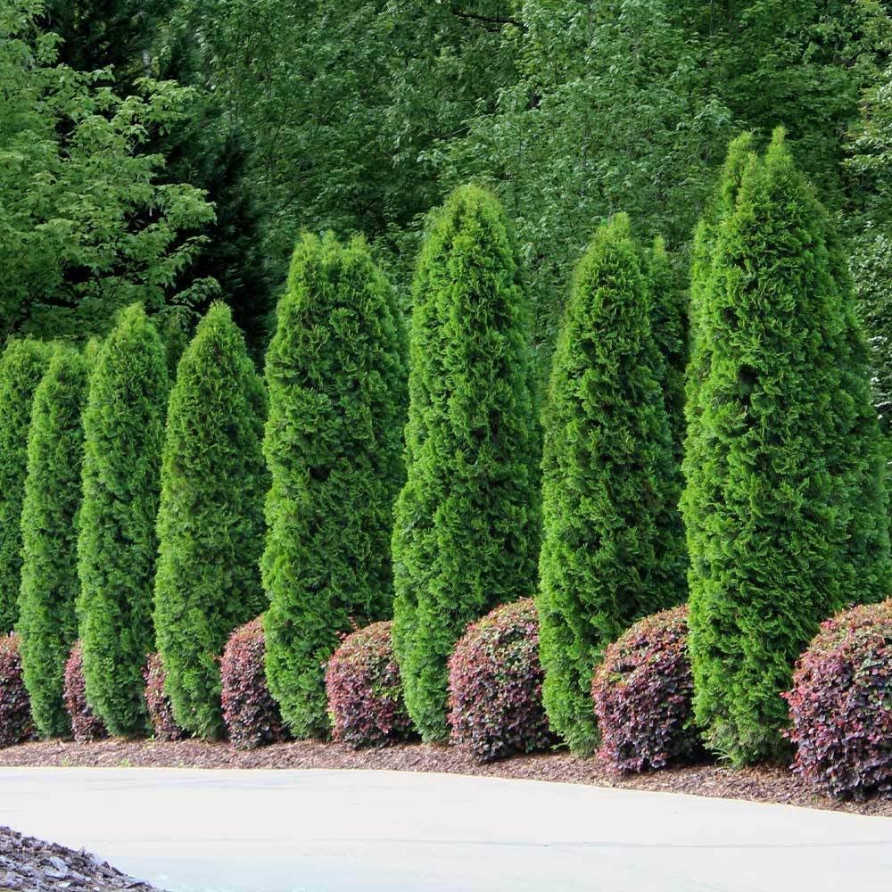 Brighter Blooms - Emerald Green Arborvitae, 2-3 ft. - No Shipping to AK, AZ, HI, OR