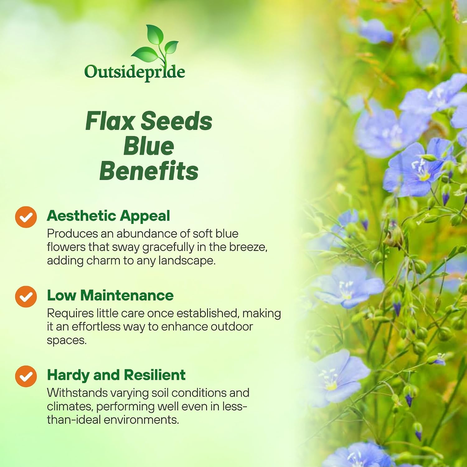 Outsidepride Blue Flax Seeds - 5000 Pcs Perennial Flower Seeds for Planting, Self-Seeding, Drought-Tolerant w/Compact Growth, Ideal for Small Gardens, Meadows, Borders, or Mass Plantings