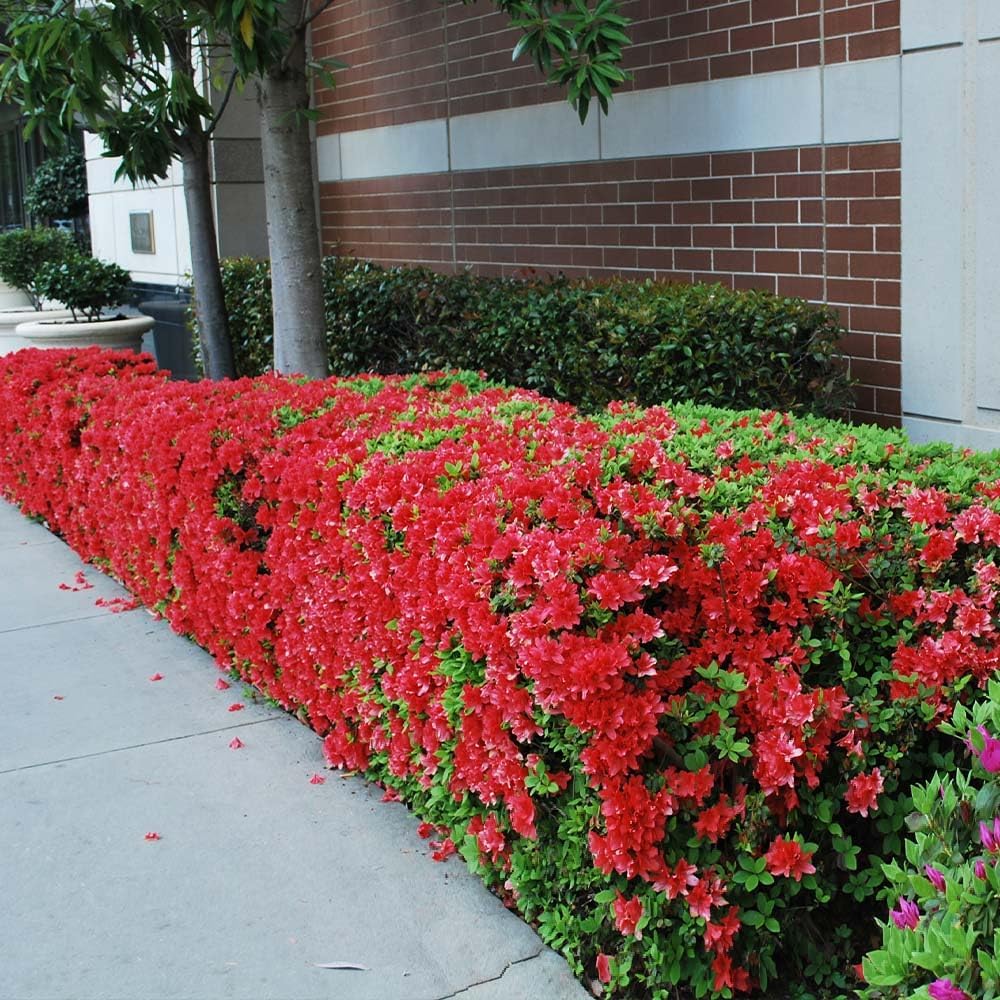 Brighter Blooms - Autumn Fire Encore Azalea Shrub, 1 Gal. - No Shipping to AZ