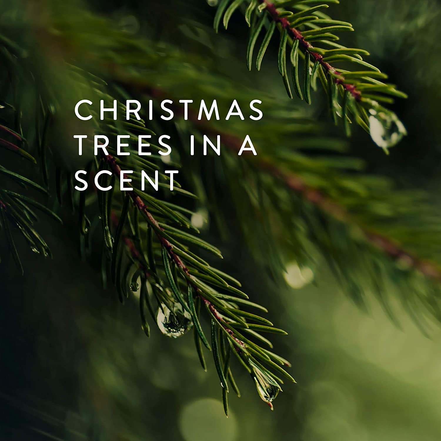 Thymes Frasier Fir Candles - Statement Collection - Silver with Pine Needle Design - Scented Candles for Home Decor - Notes of Siberian Fir Needles, Cedarwood & Sandalwood - Large 4 Wick (40 oz)