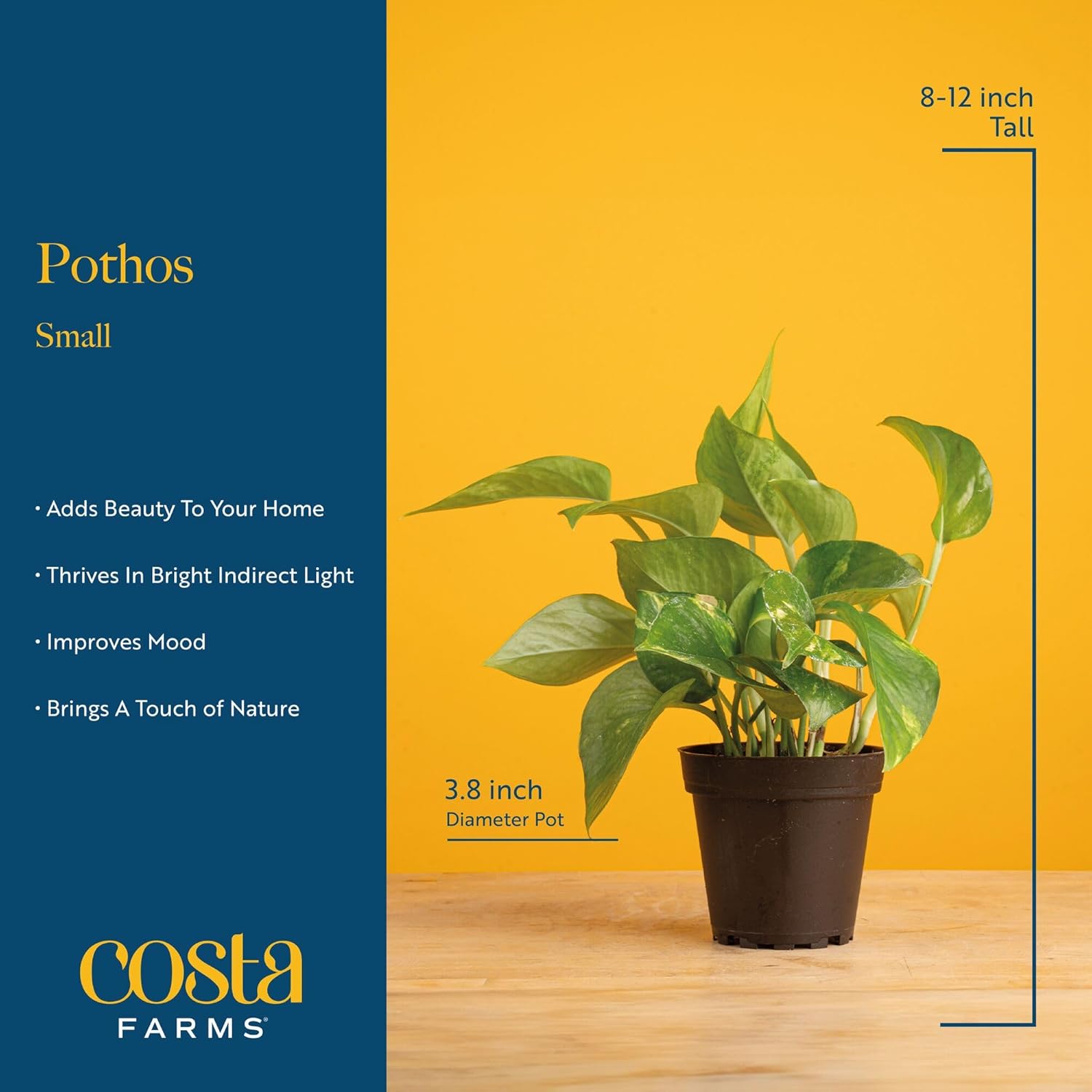 Costa Farms Golden Pothos, Live Indoor Plant, Trailing Vine, Air Purifying | Fast-growing trailing vine, one of the easiest to grow. Great indoor houseplant. Ideal housewarming or birthday gift.