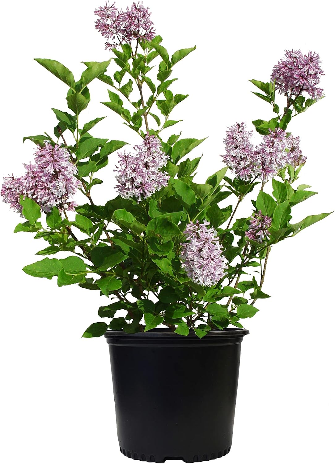 Proven Winners - Syringa x Bloomerang Dark Purple (Reblooming Lilac) Shrub, dark purple flowers, #3 - Size Container