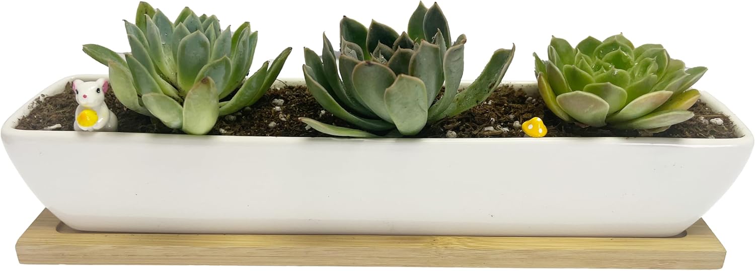 SeaStar White Rectangular Long Succulent Planter Pot, 11x2.16x1.75inch Modern Minimalist Ceramic Succulent Planter Pot with Saucer for Office, Desk