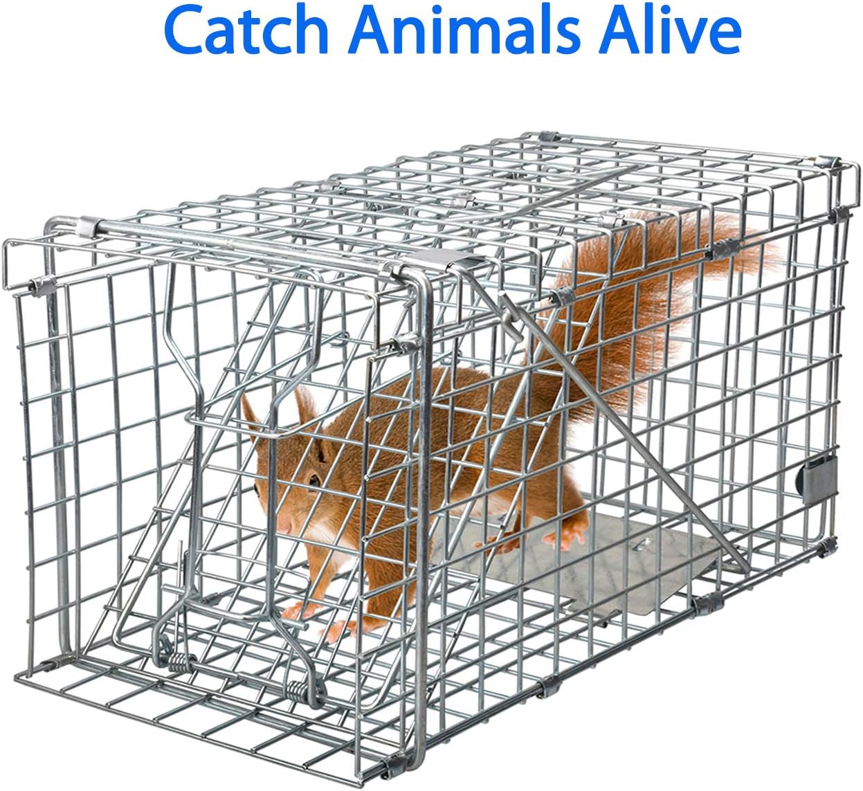 Gingbau Squirrel Trap Foldable Heavy Duty Humane Live Animal Cage Trap (Not for Mouse)
