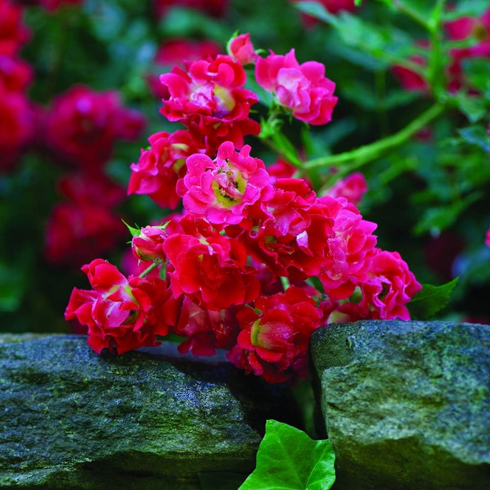 Perfect Plants Red Drift Roses Live Plants, 3 Gallon, Ground Cover Bush
