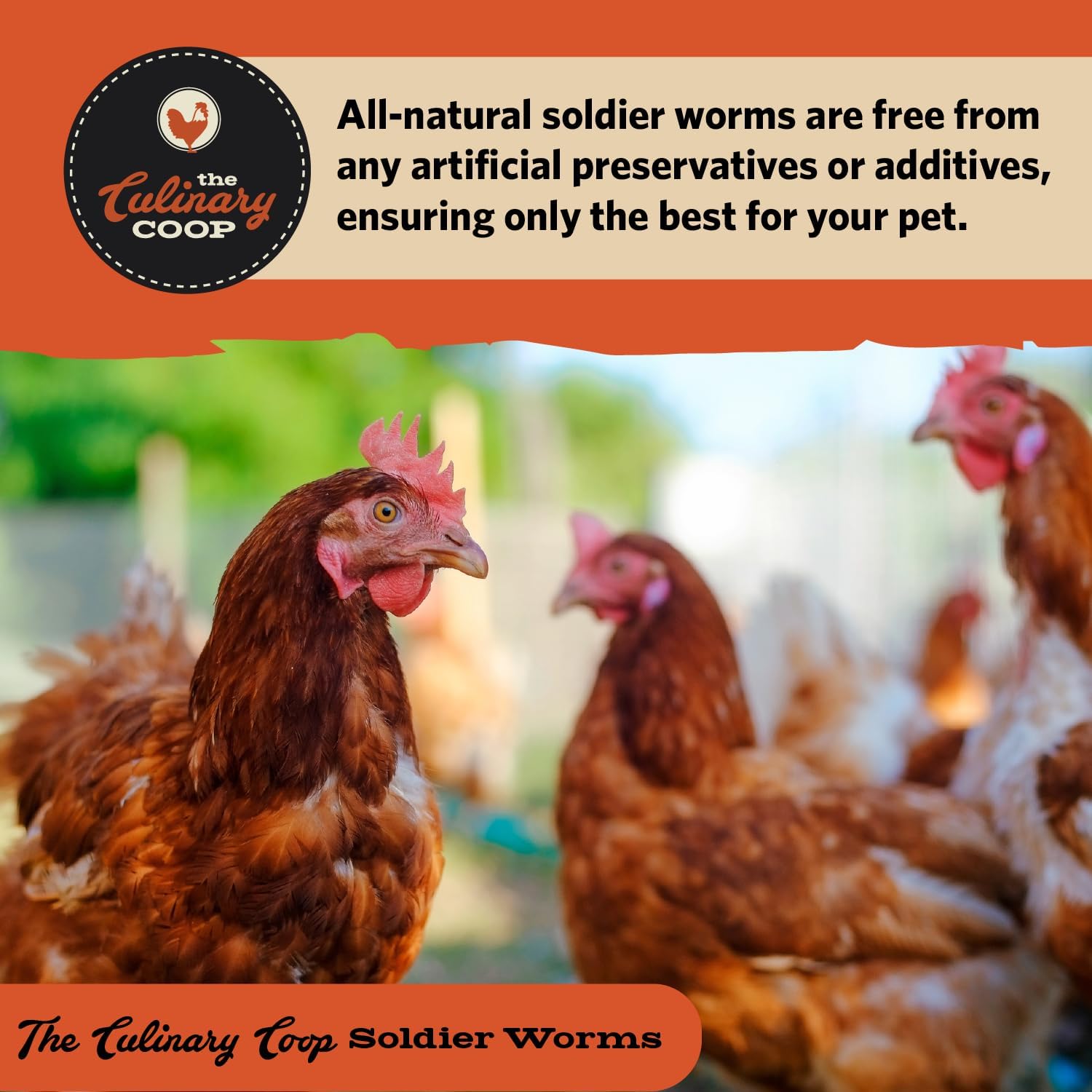 Fluker's Culinary Coop Premium Chicken Treats, Dried Soldier Worms, Packed with Protein and Calcium, 100% Natural Rich Grubs for Chicken, Backyard Birds, and Reptiles, 16 oz