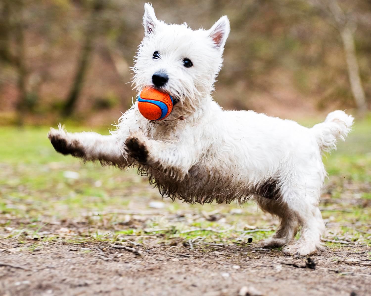 Chuckit! Ultra Ball Dog Toy, Balls for Dogs to Fetch, Durable Rubber, Small 2-inch, Pack of 2