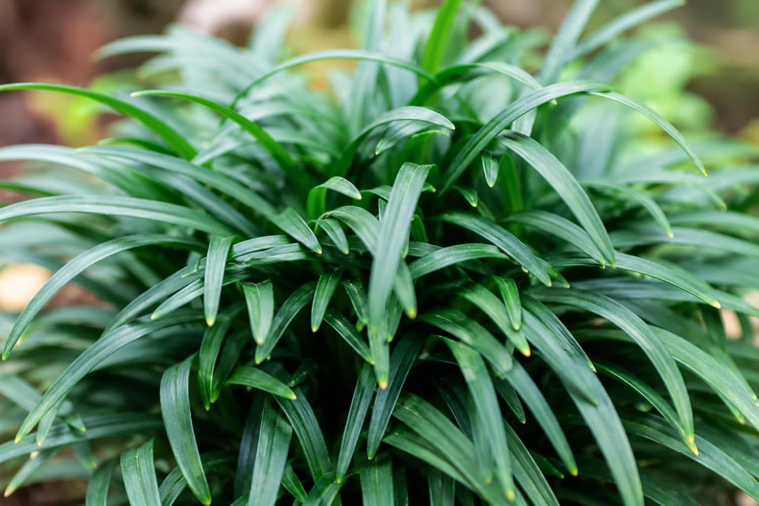 Dwarf Mondo Grass | 10 Live Plants | Ophiopogon Japonicus | Ground Cover Plant, Shade Tolerant Grass, Low Maintenance Landscaping, Evergreen Foliage, Dense Green Carpet, Drought Tolerant