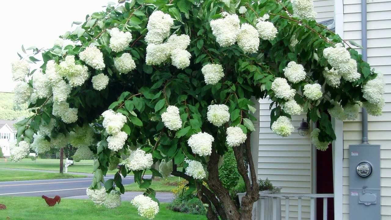 Unique Hydrangea Paniculata - Live Plant Shipped 2 Feet Tall by DAS Farms