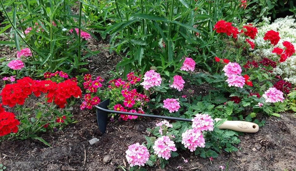 Dewit Dutch Hand Hoe – Right Hand | 18″ Total Length Hand-Forged Boron Steel Garden Hoe with Ash Hardwood Handle