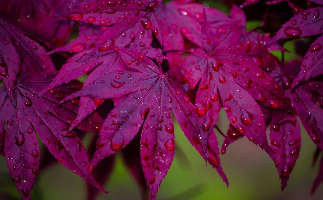 Bloodgood Red Japanese Maple Tree - 2 Year Live Plant - Acer palmatum 'Bloodgood' by - Japanese Maples and Evergreens