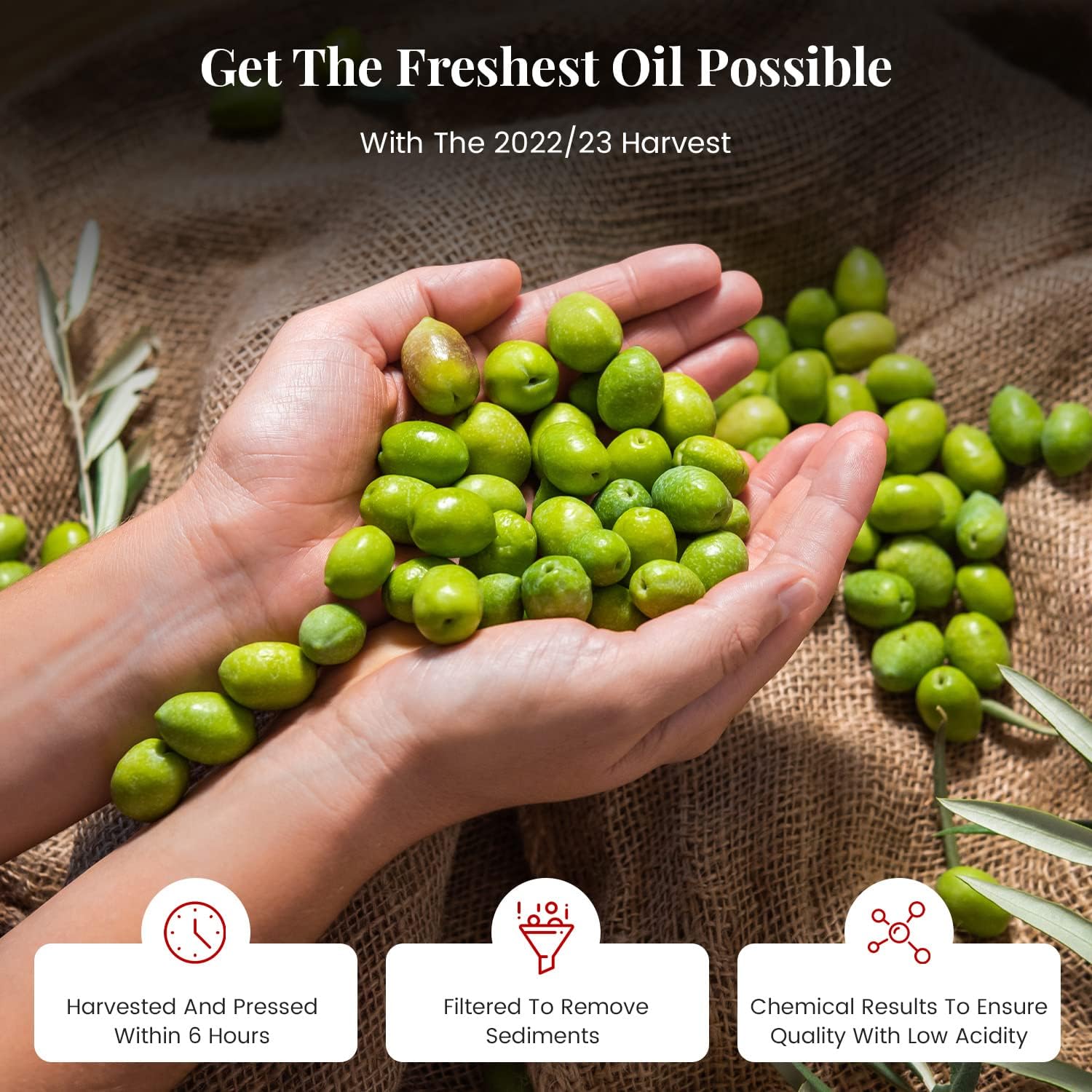 Oilala Extra Virgin Olive Oil, Coratina, High Polyphenols 765 mg/kg, High Hydroxytyrosol, Great For phenolic Shot, Drinking, Oleocanthal Rich Robust, Puglia Italy, Italian family farm, Single Source, Gold Medal NYIOOC (16.9 FL Oz)