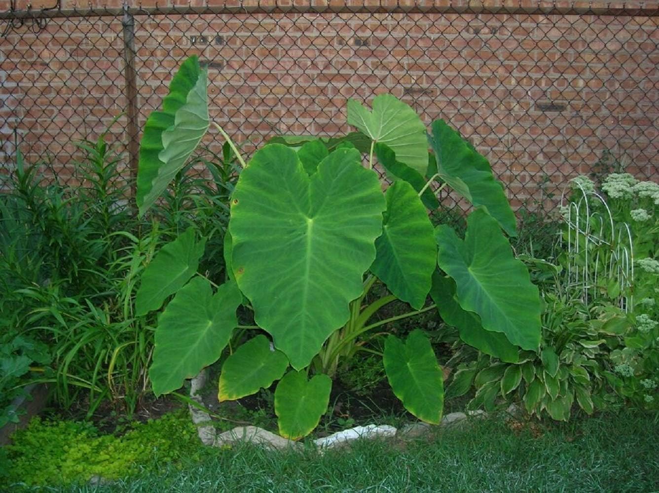 3 Live Colocasia Esculenta Elephant Ear Taro Gabi Kalo Eddo Bulbs #TSMN