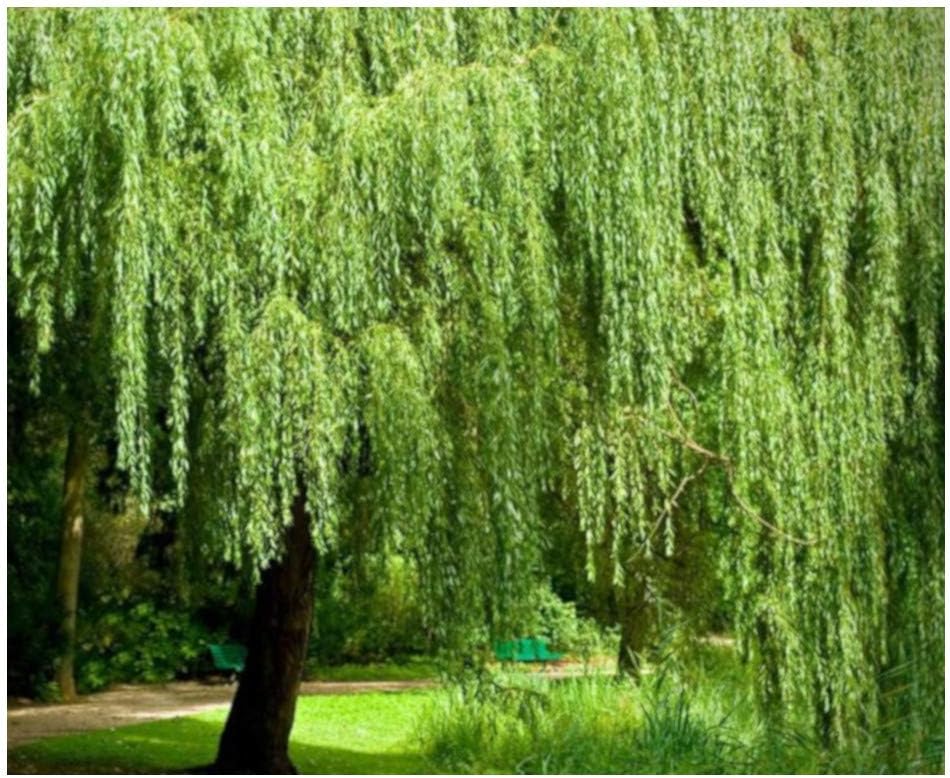Brighter Blooms - Weeping Willow Tree, 4-5 ft. - No Shipping to AK, AZ, HI