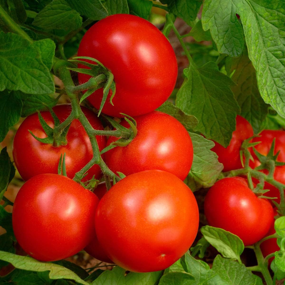 Purely Organic Products LLC 8-8-8 Triple Play Tomato & Vegetable Plant Food, Covers 250 sq. ft.