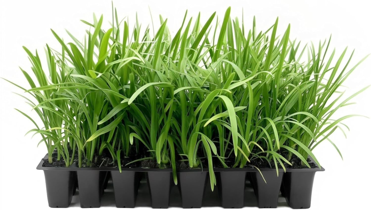 Blue Agapanthus Africanus Lily of the Nile | 30 Live Plants | Easy Care, Perennial Blooms, Attracts Pollinators, Drought Tolerant, Garden Borders, Ornamental Foliage, Summer Flowers